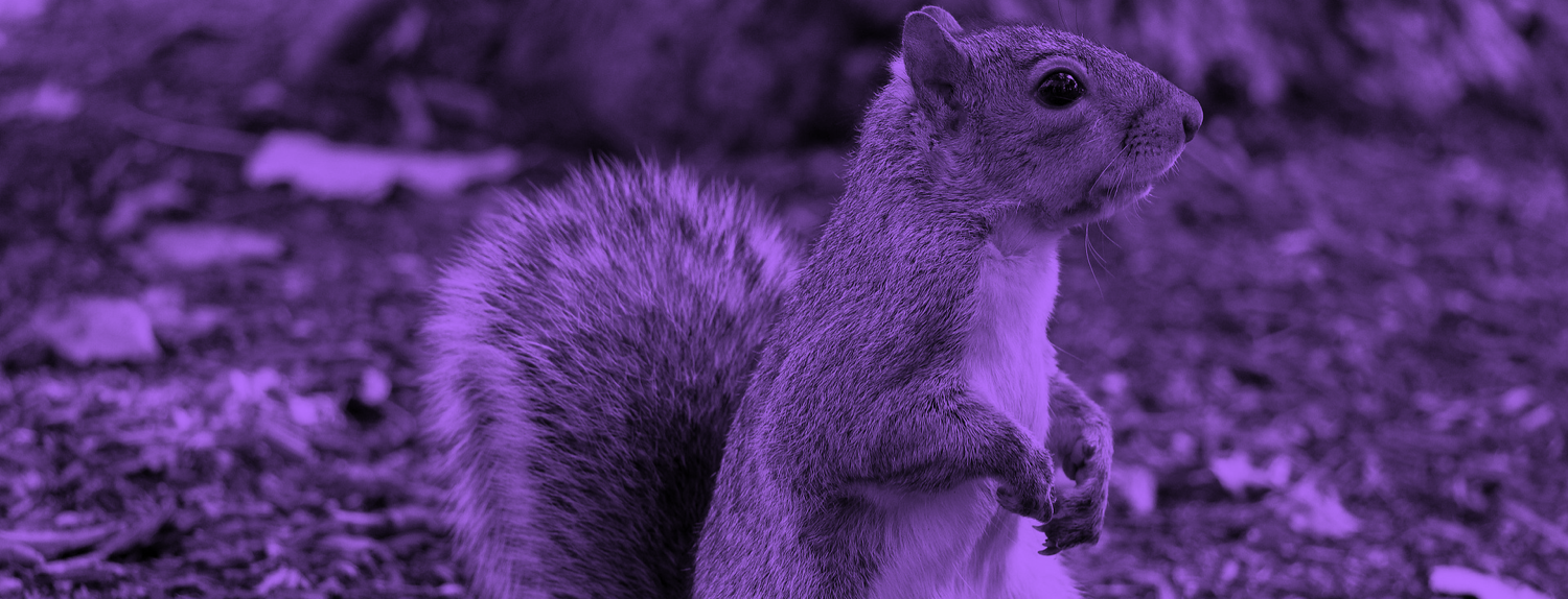 Purplesquirrel